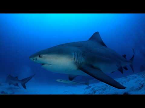 Video: Pelagico squalo largemouth: foto, descrizione