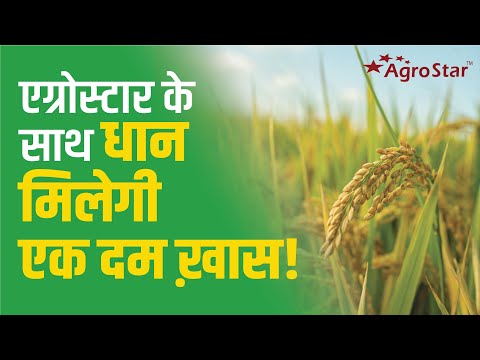 एग्रोस्टार के साथ धान मिलेगी एक दम खास!  #paddy #agrostar #crop management - एग्रोस्टार के साथ धान मिलेगी एक दम खास!  #paddy #agrostar #crop management
