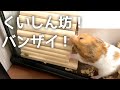 ぽちょむは食いしん坊【ゴールデンハムスター】／Hamster POCHOM is a foodie