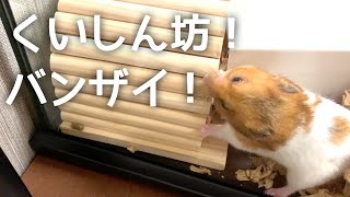 ぽちょむは食いしん坊【ゴールデンハムスター】／Hamster POCHOM is a foodie