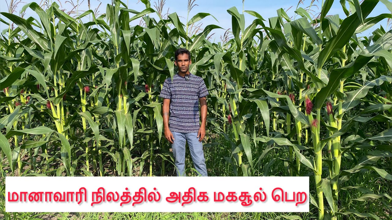 மானாவாரி நிலத்தில் அதிக மகசூல் பெற । Corn 🌽 farming in dry land