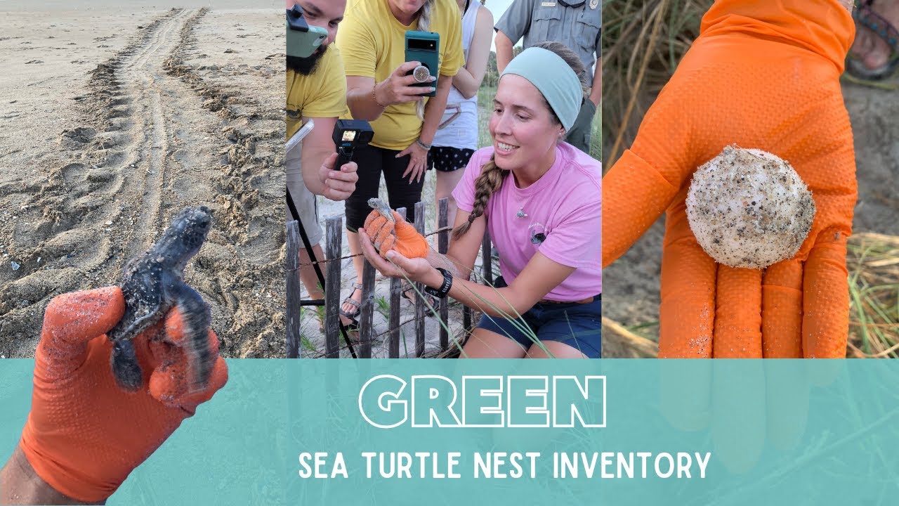 A GREEN SEA TURTLE Nest | A first for our turtle team!