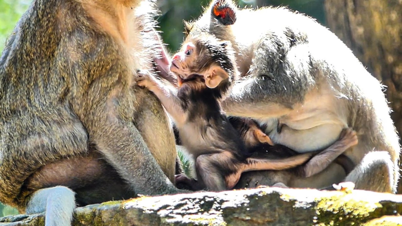 Beautiful lovely family monkey Spring and Julina meeting ,baby so happy playful