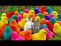 Tangkap Ayam Lucu, ayam warna warni, ayam rainbow, kelinci lucu, bebek lucu, ikan koi, Hewan Lucu
