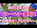 【必須作業】ブルーベリーは夏剪定をすると来年必ず良くなります