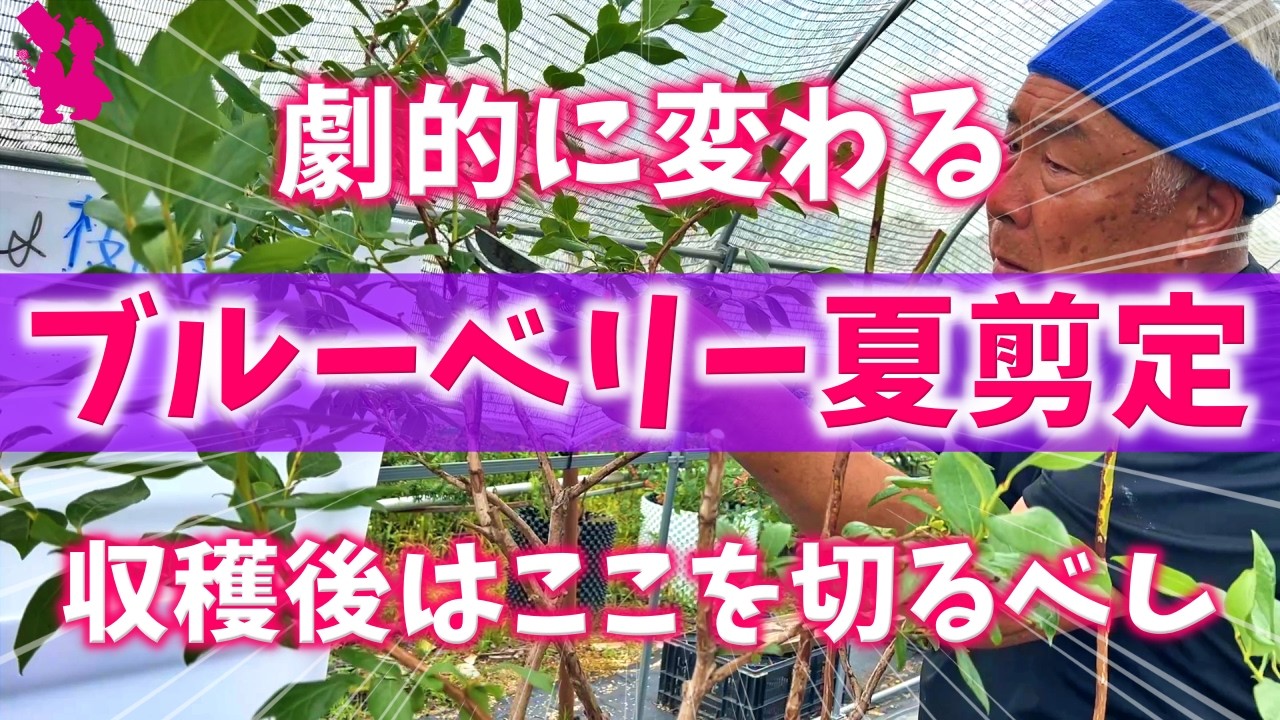 【必須作業】ブルーベリーは夏剪定をすると来年必ず良くなります