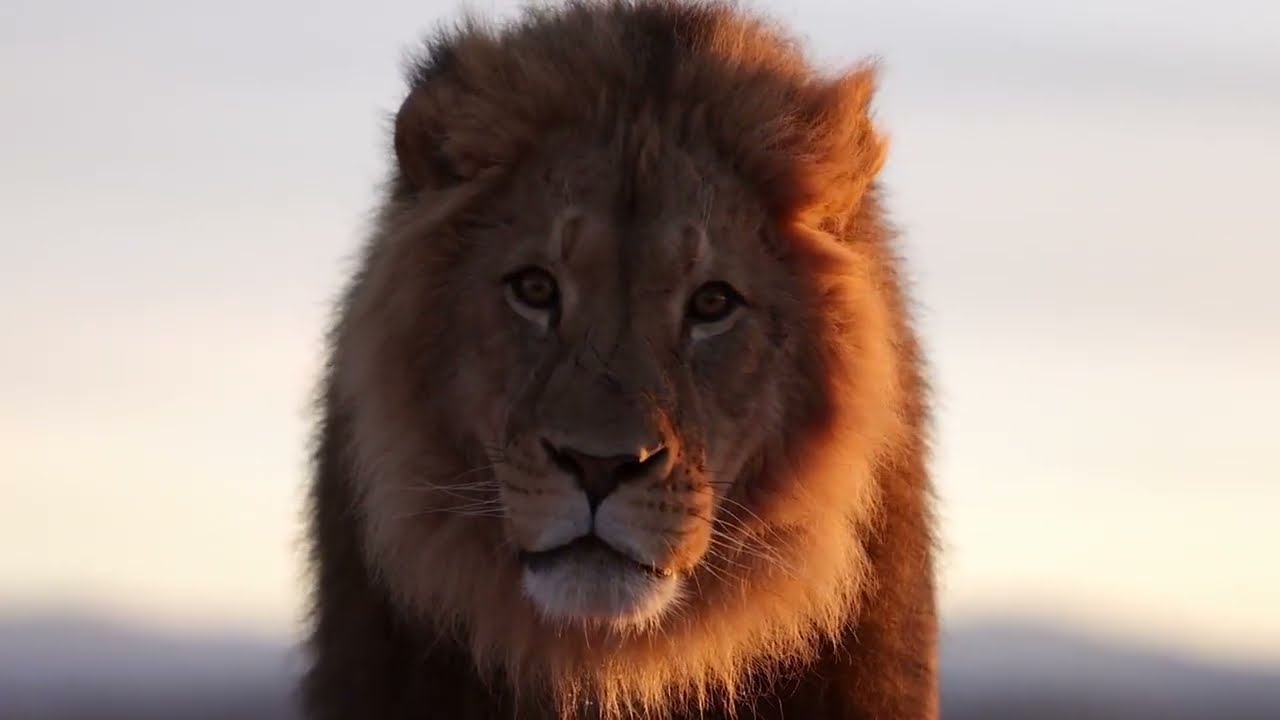 Most dangerous predators of Africa wildlife