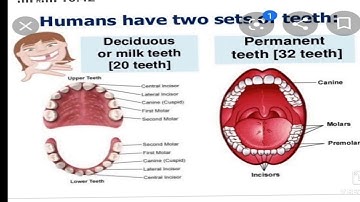 School-MLZS Barh Class-IV Subject-EVS Topic-Animals and their Characteristics
