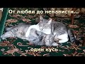 От любви до ненависти один ...кусь.