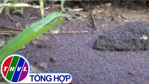 THVL | Côn trùng lạ làm xáo trộn cuộc sống người dân Phú Yên