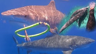 2 FISHERMEN VS GIANT 15 FOOT TIGER |SHARK ATTACKS!!!!! FISHERMEN FOR BARRACUDA AND THIS HAPPEN