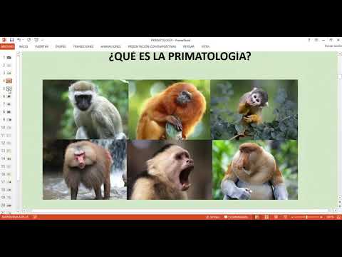 Vídeo: On va sorgir la primatologia?