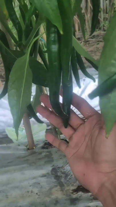 Pesona CMB 64HST #petanicabe