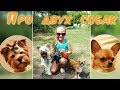 Мои питомцы / Мои собаки / Чихуахуа и Йоркширский терьер / My Pets / My Dogs