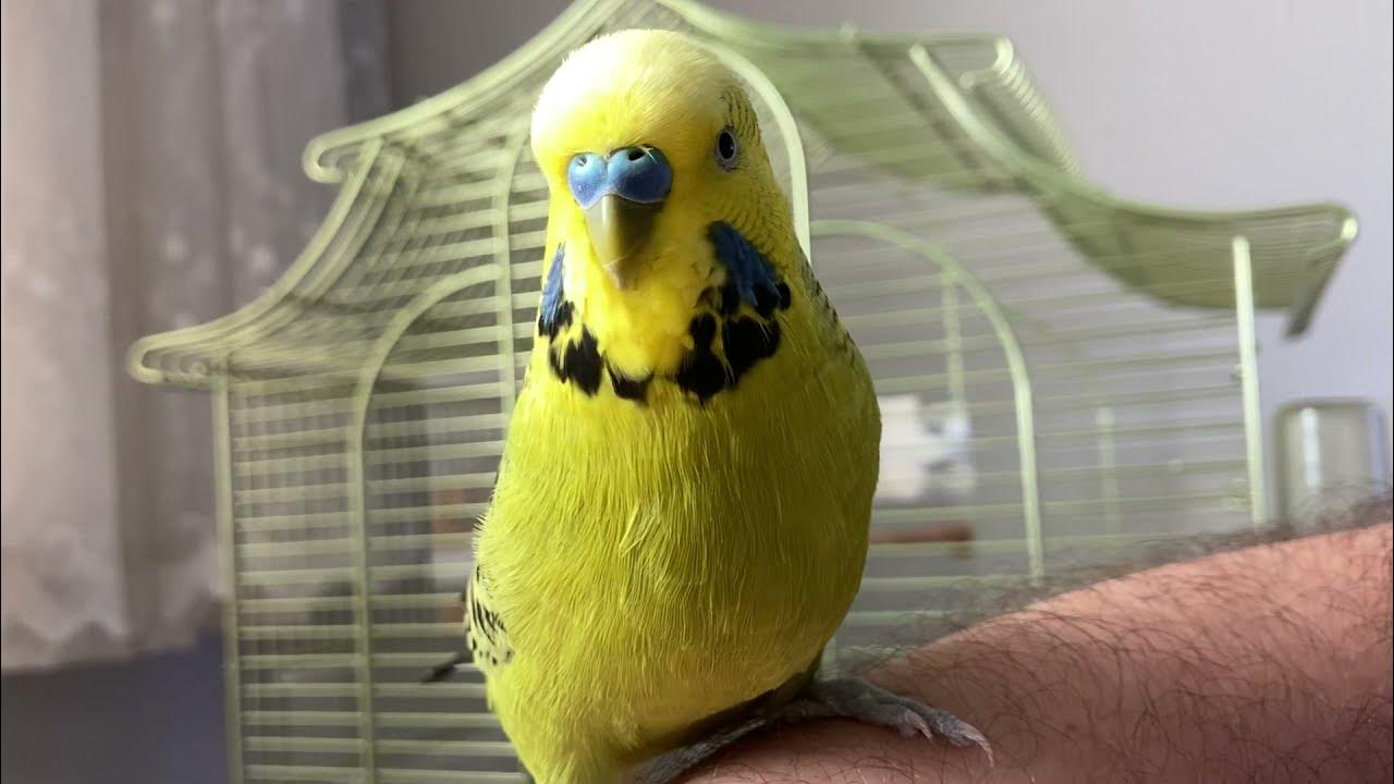 Mushukda kamming qilayotgan dikning porno surati