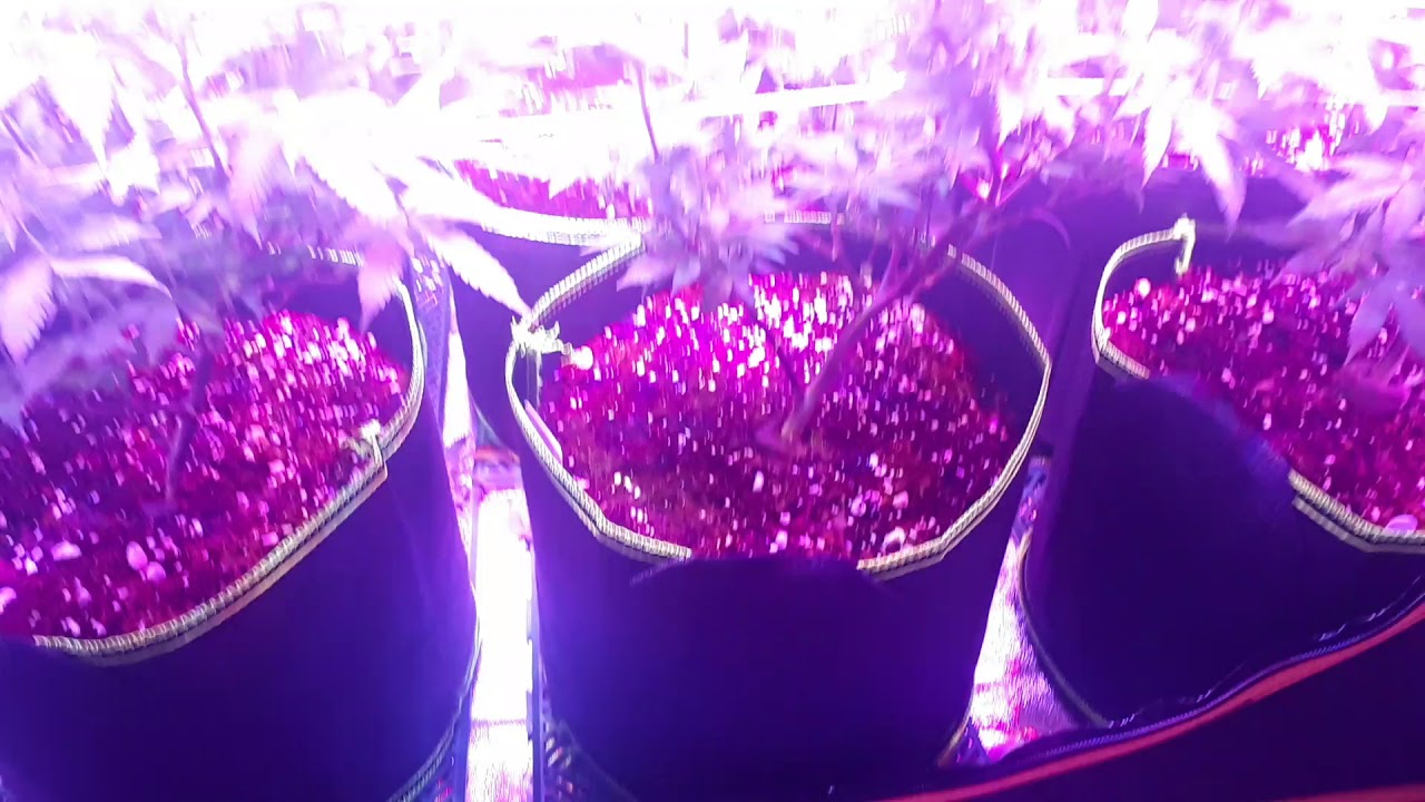 Start of week 3 flower defoliation on permafrost - goliath strain