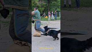 😎 ‼️ Anzor. Belgian Shepherd training. GUARD. Odessa 2024.