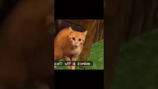 cat meme 1 #cats #cat #catvideos #catshorts