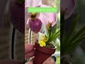 The best mini #orchid