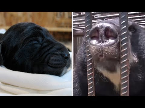 top gun A Chinese Family Raised What They Thought Was A Puppy, But It Grew Into A Totally Different Animal