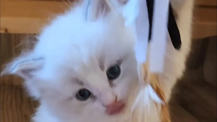 Watch the video about TOO CUTE Siberian KITTENS Playing ❤️