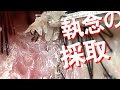 No. 137 [頭皮]わらび餅。執念の追撃篇。Manage to peel off the scab on the scalp /