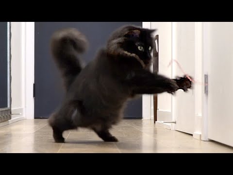 Floofy-Toed Skating Cat