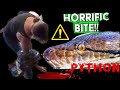 Giant python snake bites and wraps woman owner handlers arm snakeanimal attacks caught in camera