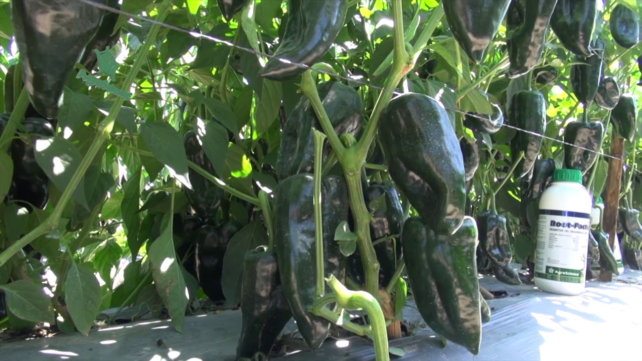 AgroScience | Menos Pesticidas Más Nutrición al Cultivo de Chile Ancho Marqués y Chile Poblano