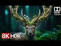 Amazon Rainforest Wildlife 🌿 Relaxing Nature 4K HDR Cinematic