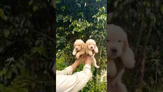 Top Quality Golden Retriever best price puppy for sale mahakal pet shop pandharpur &amp; pune 9529626115