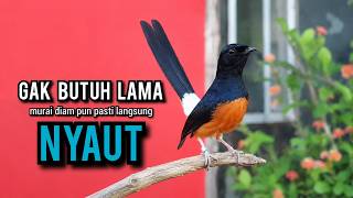 TERNYATA NYANYIAN MURAI BATU HUTAN LEBIH AMPUH MEMANCING EM0SI & MELATIH MENTAL FIGHTER JOSS !!!