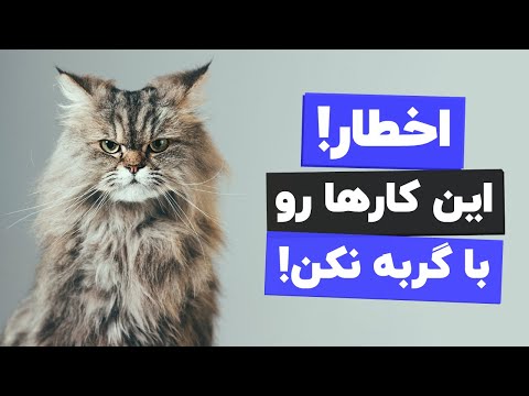 تصویری: آیا گربه ها دوست دارند نوازش کنند