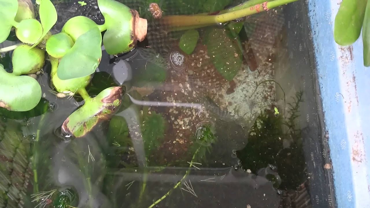 放置発泡スチロールビオトープでアカヒレ稚魚誕生 Youtube