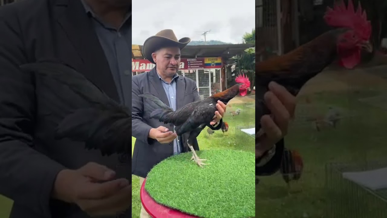 Crestones gallinos del Criadero Mamalena. #mamalena #criaderomamalena #mymamalena