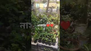 shortvideo নার্সারি videoshort shortvideo vídeoviral নার্সারি গাছ ❤️❤️????