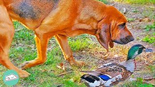 Gentle Bloodhound Protects Ducks and Chicken Siblings | Cuddle Dogs