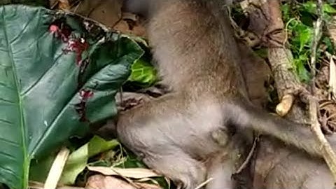 Berburu monyet yang meresahkan warga.#berburu #monyet #monyetliar