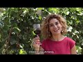 Invest in the Growth of Armenia&#39;s Wine Country