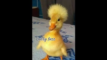 fuzzy duck 🦆 ducky fuzz #btsarmyforever #bts #army #jhope #jhopeversion