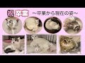 正式譲渡になりました〜卒業から現在の姿〜【坊ちゃん&たこやき君&白玉親子日記 最終回】Officially Adopted!