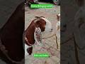 Palne wale bakre | Kanpur Bakarganj | bakra mandi | #ytshorts #kanpur #shorts