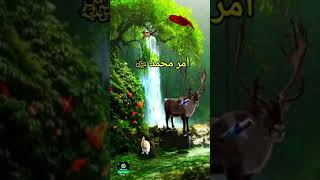  حالة واتس أب / دعاء لإزالة الهم والغم / الشيخ سعد العتيق 