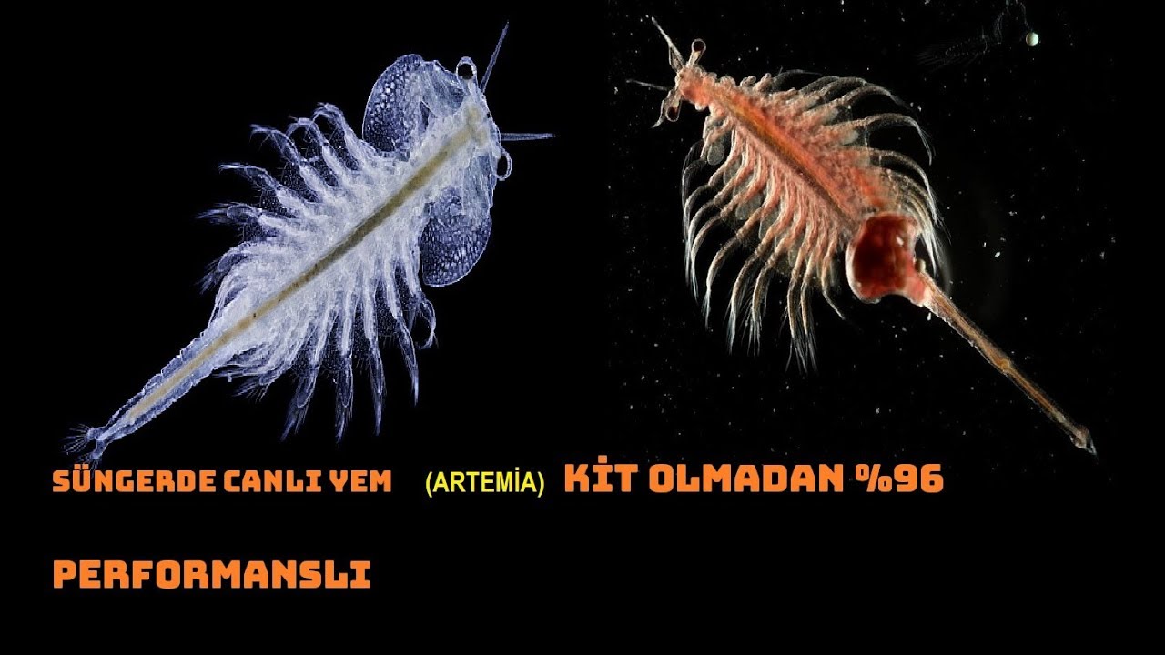 süngerde artemia çıkarma . SÜNGERDE !!    KİT,ISITICI,HAVA OLMADAN %100 DENENDİ....