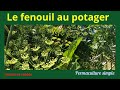 Le fenouil facile au potager biovido ludique