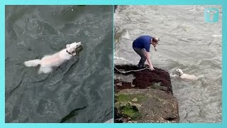 After Dog Falls 15ft Into River Strangers Coax It To Safety