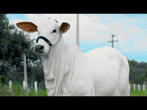 LOTE 09 NHK 114