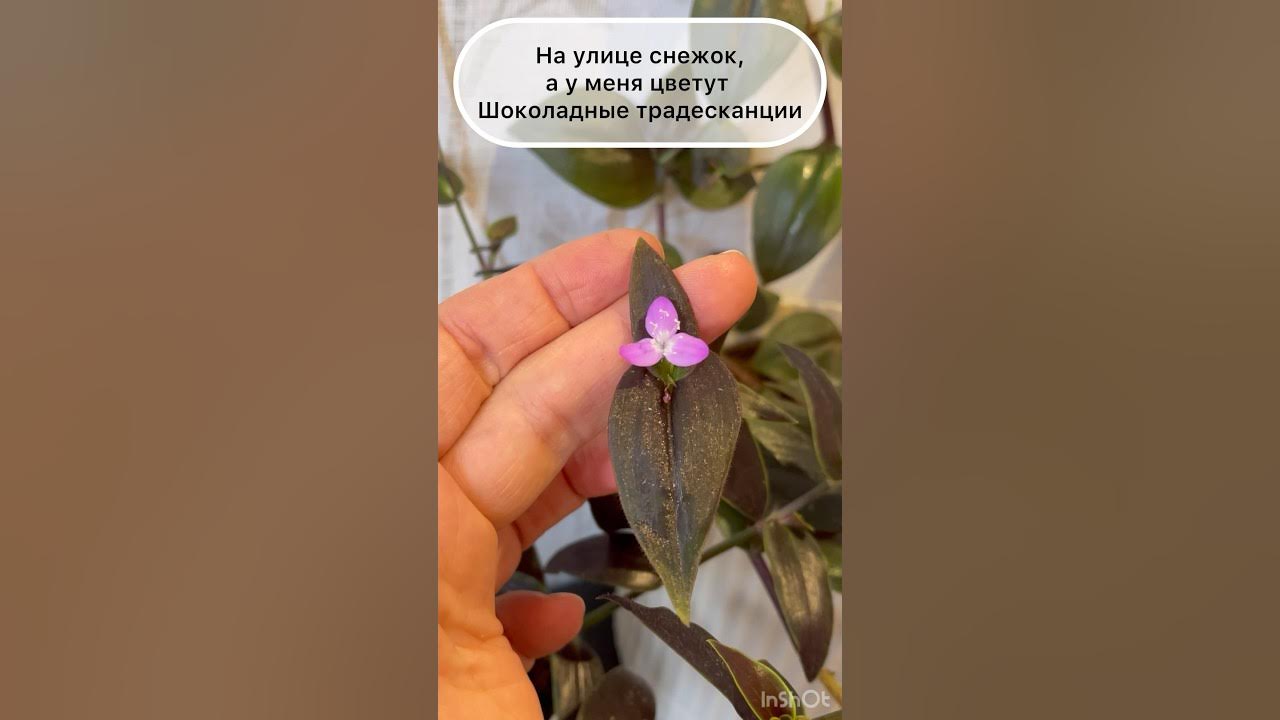 Цветение традесканции шоколадный холм - YouTube