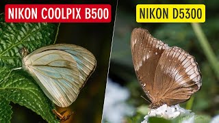 Butterfly Photography with Nikon Coolpix B500 vs Nikon D5300 | Settings & Tips | Sonika Agarwal