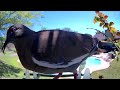 "Peaceful LIVE Bird Cam 🌿 Texas Backyard Birds | Fat Bird Ranch"